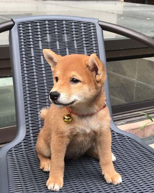 娱乐吃瓜君第一次见狗