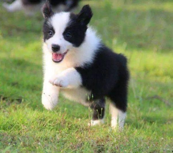 娱乐吃瓜酱牧羊犬