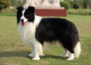 娱乐吃瓜酱牧羊犬